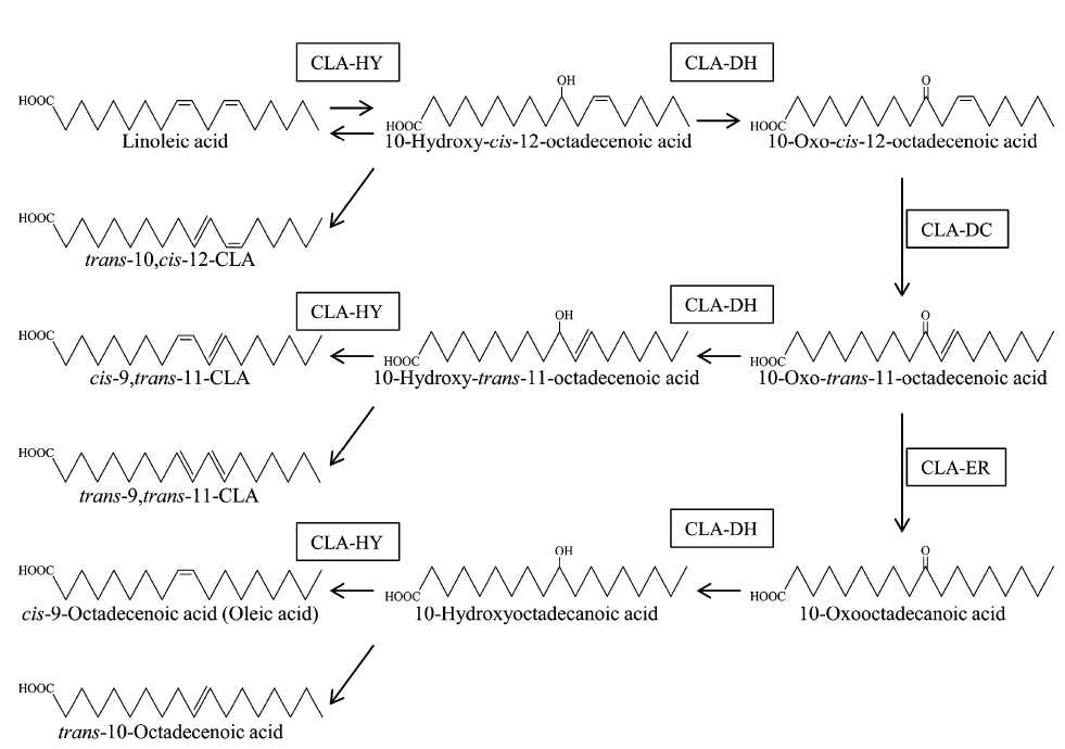 Polyunsaturated fatty acid-metabolism pathway.