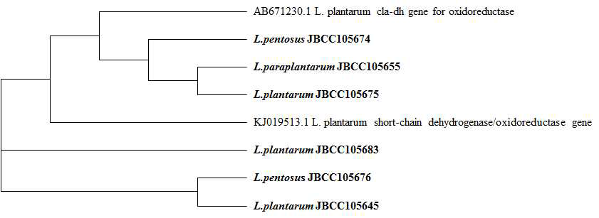 전통발효식품유래 CLA생성 유산균주의 short-chain dehydrogenase/ oxidoreductase (CLA-DH) 유전자 아미노산 서열 계통수