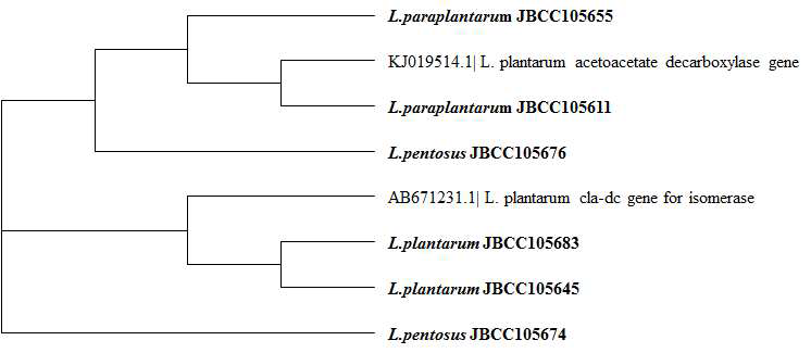 전통발효식품유래 CLA생성 유산균주의 acetoacetate decarboxylase (CLA-DC) 유전자 아미노산 서열 계통수