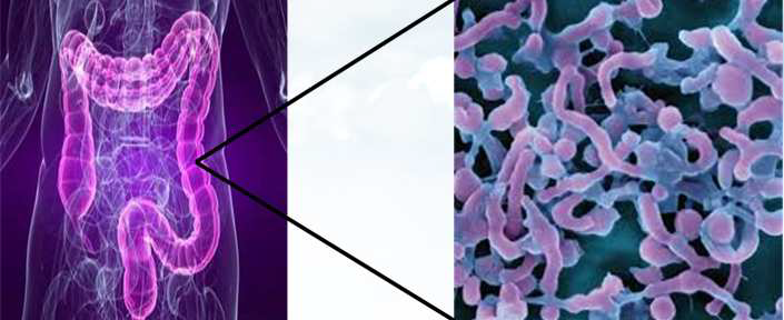 인체 세포 수의 10배 이상 규모인 1014개의 장내 미생물로 구성된 장 마이크로비오타 (Gut Microbiota)
