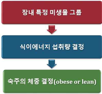 장내 미생물에 의한 비만 결정