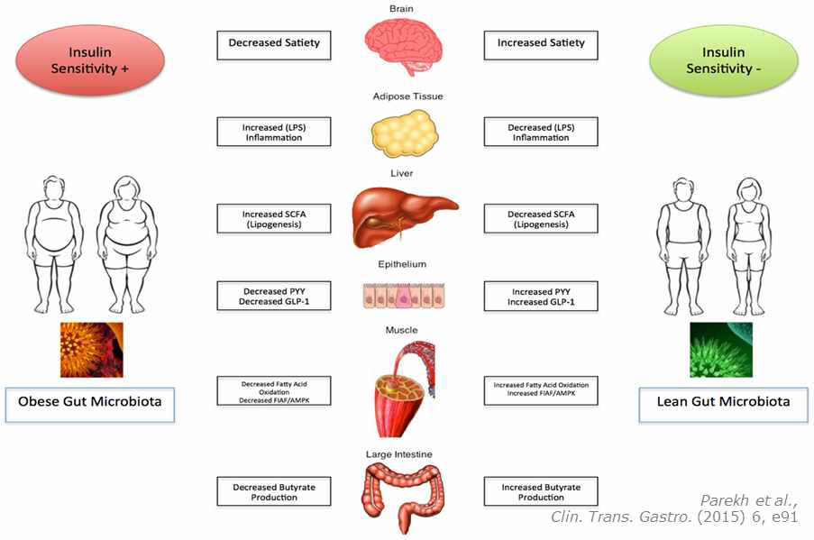 장내 Obese 미생물과 Lean 미생물에 의한 비만 발생 기전