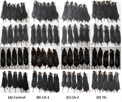 Images representing the change of physical status experimental mice groups by adding the Tangerine and citric acid in HFD at 0,4,8 and 12 weeks.