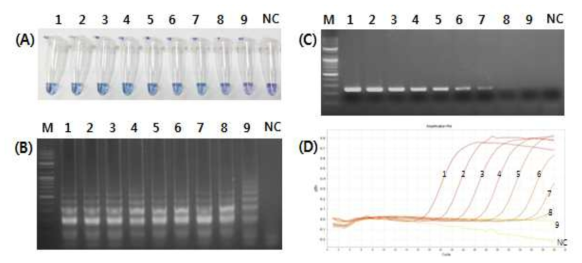 Detection limit of reverse transcription loop-mediated isothermal amplification (A and B), reverse transcription-polymerase chain reaction (RT-PCR) (C) and real time RT-PCR (D) for amplification of the matrix gene of swine influenza virus (SIV).