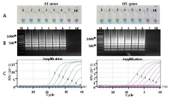 Comparison of the sensitivity of the RT-LAMP and RRT-PCR assays with serially diluted RNAs of H5N1 HPAIV