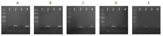 Optimization of sample pre-treatment condition with sample dilution buffer(SAB) for direct RT-PCR (dRT-PCR).