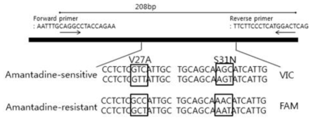 Position of the primer and probe sets for the detection of the adamantane-resistant genes