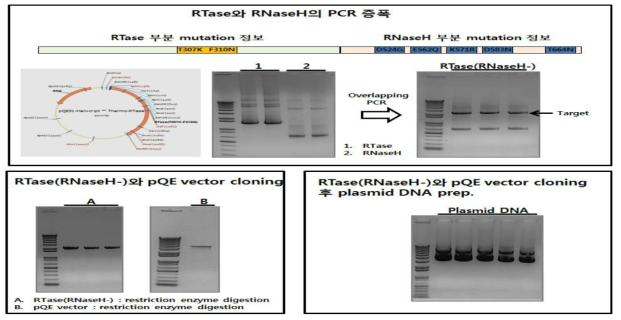 Cloning of MMLV reverse transcriptase for direct RT-PCR.