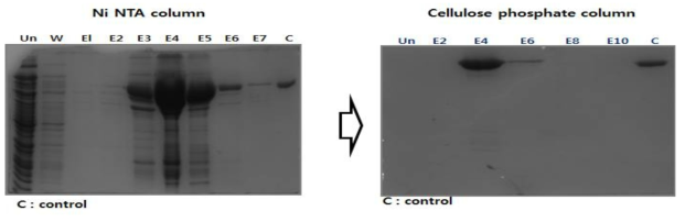 Purification of MMLV reverse transcriptase for direct RT-PCR.