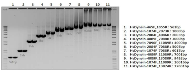 Acitivity of MMLV reverse transcriptase for direct RT-PCR.