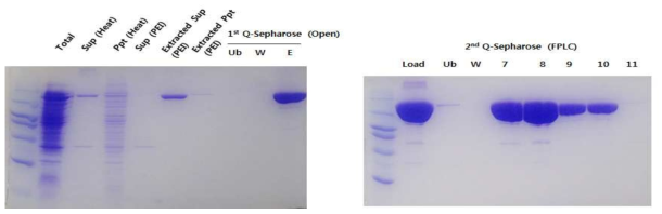 Expression and purification of Taq DNA polymerase for direct RT-PCR.