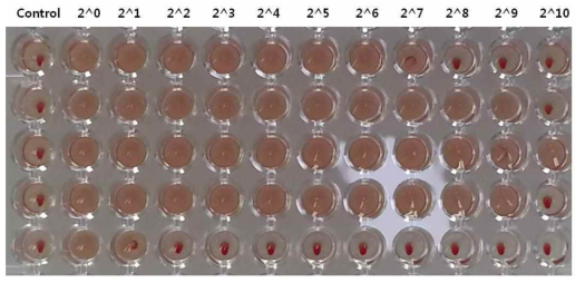 Hemagglutination assay (HA) 실험 결과