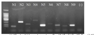 NA subtyping용 프라이머 적용 시험