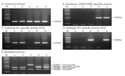 Specificity of the RT-PCR for the detection of swine influenza virus (SIV) subtype H1, H3 and pandemic 2009 H1N1 (pH1N1) by single (A-D) or multiplex RT-PCR