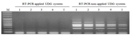 Prevention effect of the DNA carryover contamination in the developed one-step multiplex RT-PCR without UNG system (A) and with UNG system (B).