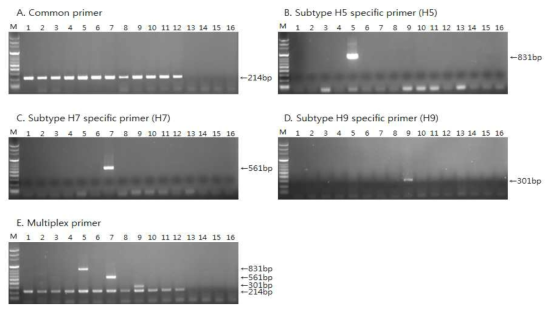 Specificity of the RT-PCR for the detection of avian influenza virus (AIV) subtype H5, H7 and H9 by single (A-D) or multiplex RT-PCR