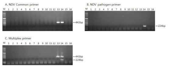 Specificity of the RT-PCR for the detection of Newcastle disease virus(NDV) by single (A, B) or multiplex RT-PCR (C).