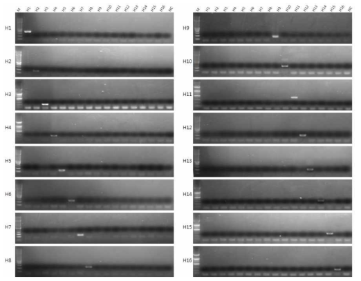 Specificity of the RT-PCR for HA subtying of avian influenza viruses(AIV).