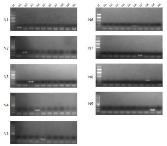 Specificity of the RT-PCR for NA subtyping of avian influenza viruses(AIV)