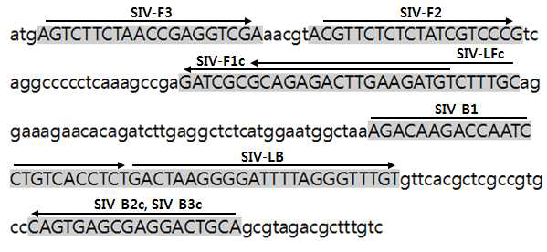 Location of primers for reverse transcription loop-mediated isothermal amplification