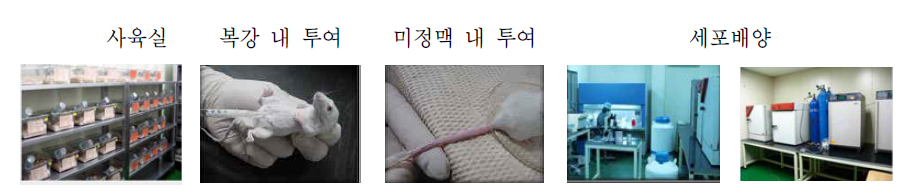 실험동물 및 세포배양