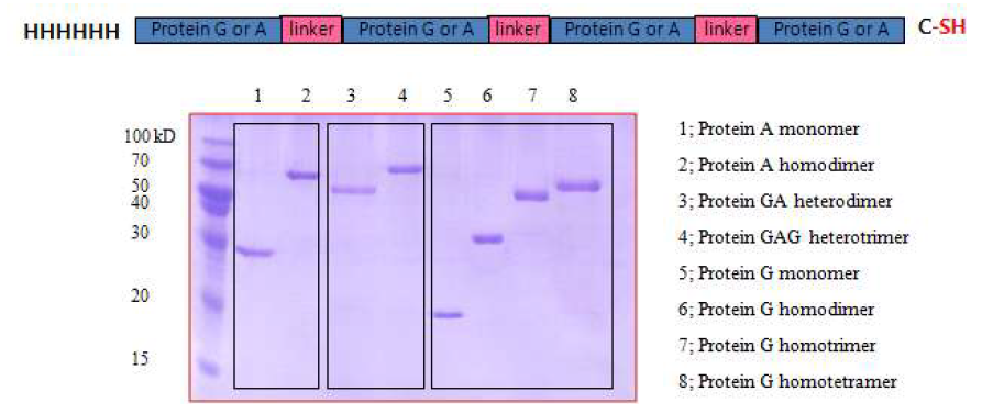 protein G/A multimer 발현 및 정제 결과