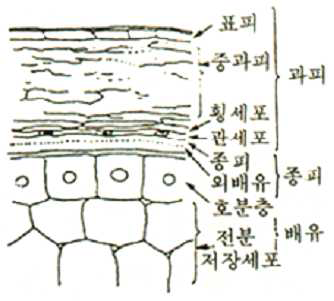 강층의 구조