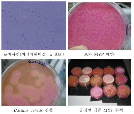 Bacillus cereus 분석