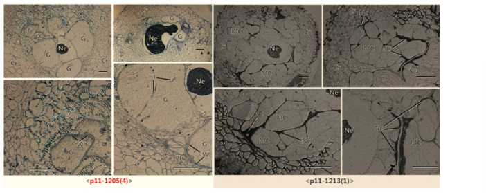 뿌리혹선충에 감수성(좌) 및 저항성(우) 계통의 선충 침입 부위의 뿌리조직에서 나타난 광학현미경으로 확인된 세포조직학적 반응 결과