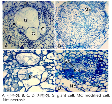 뿌리혹선충(M. hapla) 감염부위조직에서 세포조직학적 반응 결과