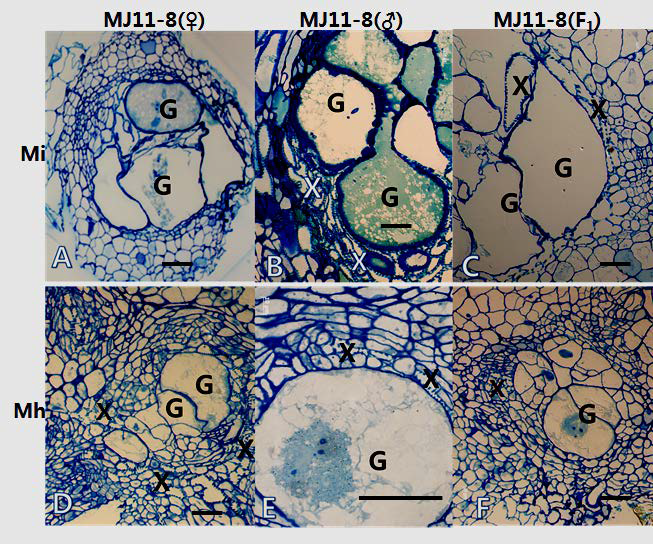 출시예정 당근계통{MJ 11-8 (F1)} 및 이의 양친{MJ 11-8 (♀) and MJ 11-8 (♂)}에서 Mi와Mh에 의한 접종 7주 후에 형성된 뿌리혹부위 감염 조직의 현미경사진