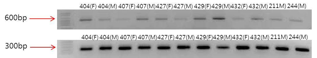 프라이머 조합별 PCR 산물의 밴드 양상