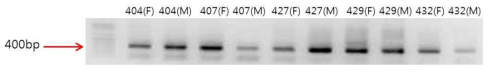 SCAR 분자표지 적용 후 당근 계통별 PCR 산물의 밴드 양상