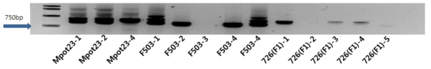 SCAR 분자표지 primer를 이용한 당근의 부(M-), 모(F-)와 자식세대{(f)} 계통의 Genomic의 DNA의 PCR 증폭 산물의 전기영동 결과: 다형성이 나타나지 않음
