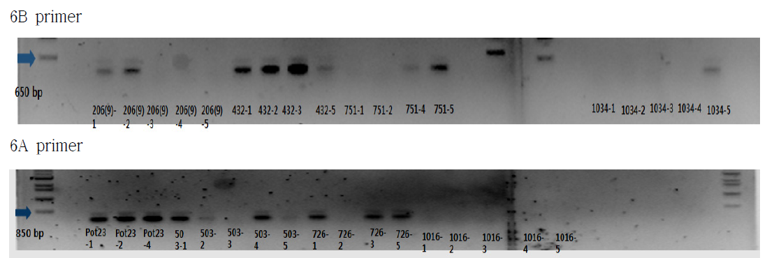 당근 양친, F1, F2 line의 시료에서 추출한 Genomic DNA의 표기된 primer를 이용한 PCR 증폭산물의 전기영동 결과(1% agarose gel).