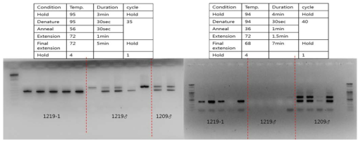 PCR 조건에 따른 전기영동에서의 DNA 밴드 형성