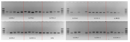 SCAR21A를 이용한 PCR 산물의 전기영동 결과
