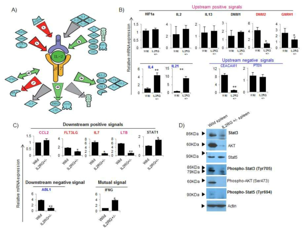 Studio pathway analysis of pig IL-2RG regulation.