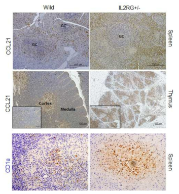 IL-2Rγ-/- 유전자 적중 돼지에서 DC cells 존재 확인.