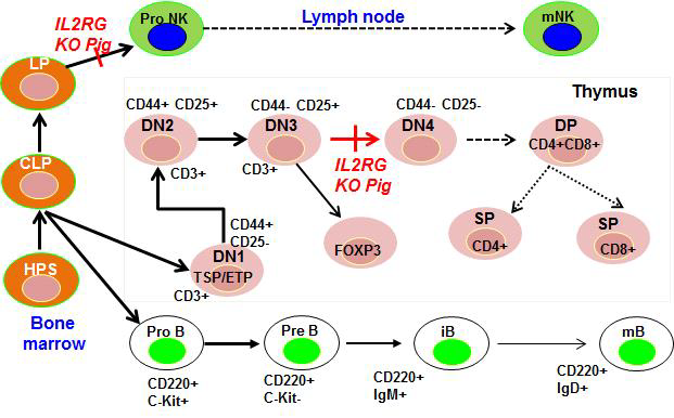 IL2RG 유전자 적중 돼지의 B, T, NK의 발달과정