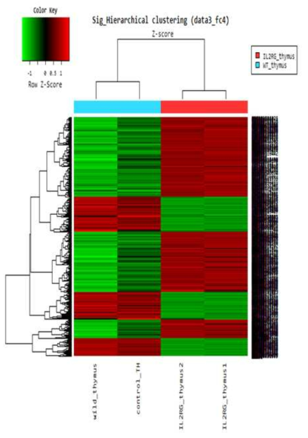 IL-2Rγ-/- 유전자 적중 돼지의 Hierarchical Clustering.