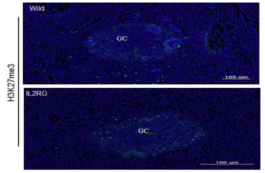 Comparison of H3K27me3 expression in IL2RG KO and wild pigs.