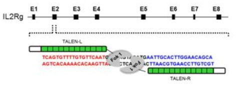 IL2RG KO 생쥐 생산을 위한 TALEN vector 모식도