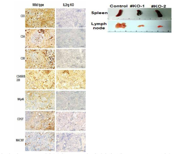 IL2RG KO 생쥐에서의 T, B, NK세포의 검정(왼쪽)과 lymph node(오른쪽)발달