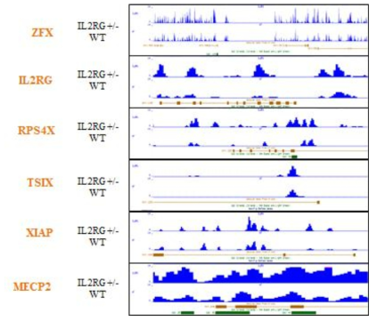 x-chromosome realted genes의 methylation mapping 결과