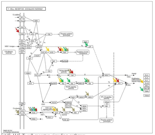 T cell receptor signaling pathway