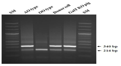 PCR-based A or O blood typing.