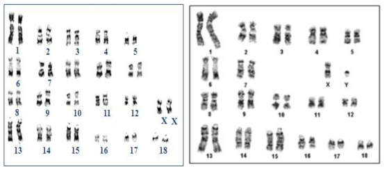 Female and Male chromosome analysis in KO fibroblast cells