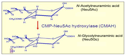 A representative mechanism from N-acetylneuraminic acid to (Neu5Ac) Nglycolylneuraminic acid (Neu5Gc) conversion for H-D antigen