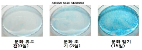 Chondrocyte differentiation induction from mesenchymal stem cell